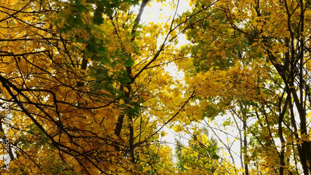 Autumn leaves fall in the forest, natural landscape. Autumn leaves fall in the forest, natural landscape.