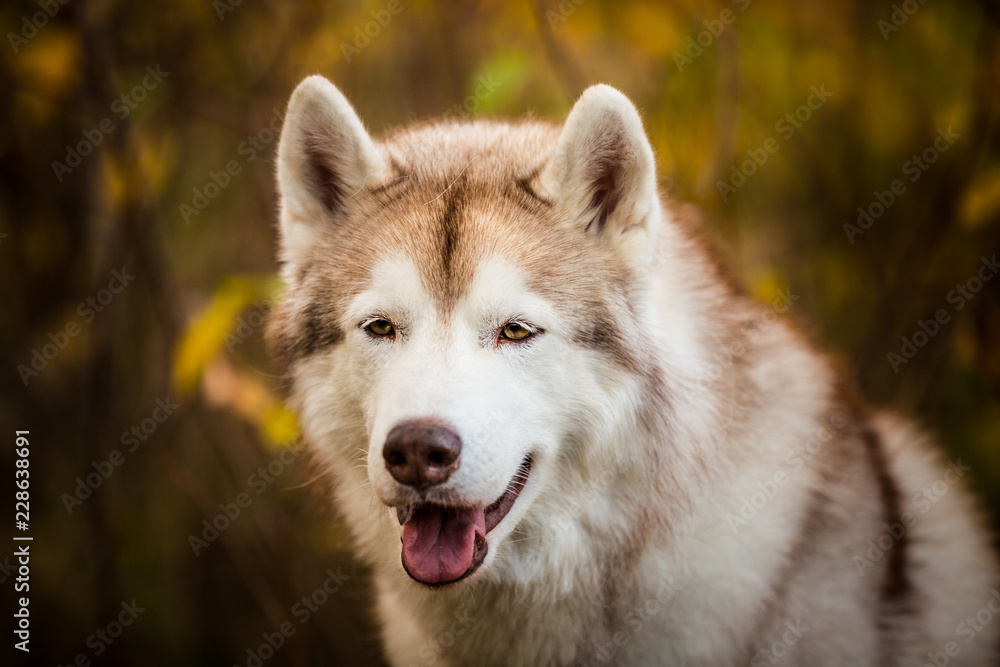 Close-up Portrait of free and prideful Beige Siberian Husky on a forest background in golden autumn season Close-up Portrait of free and prideful Beige Siberian Husky on a forest background in golden autumn season