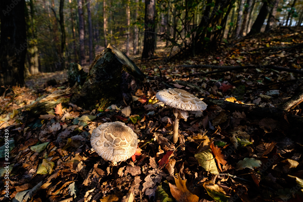 Fototapeta premium Mushroom
