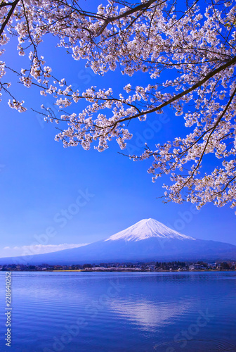 河口湖北岸から見る満開の桜と富士山     © 7maru