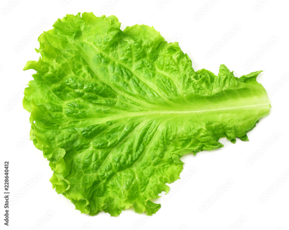 one salad leaf isolated on a white background one salad leaf isolated on a white background