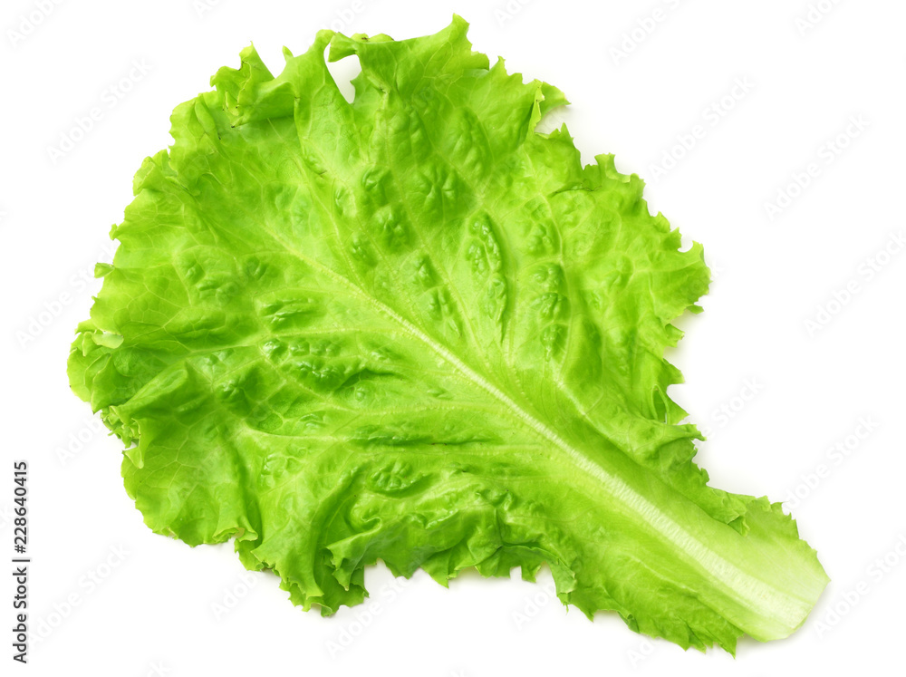 one salad leaf isolated on a white background one salad leaf isolated on a white background