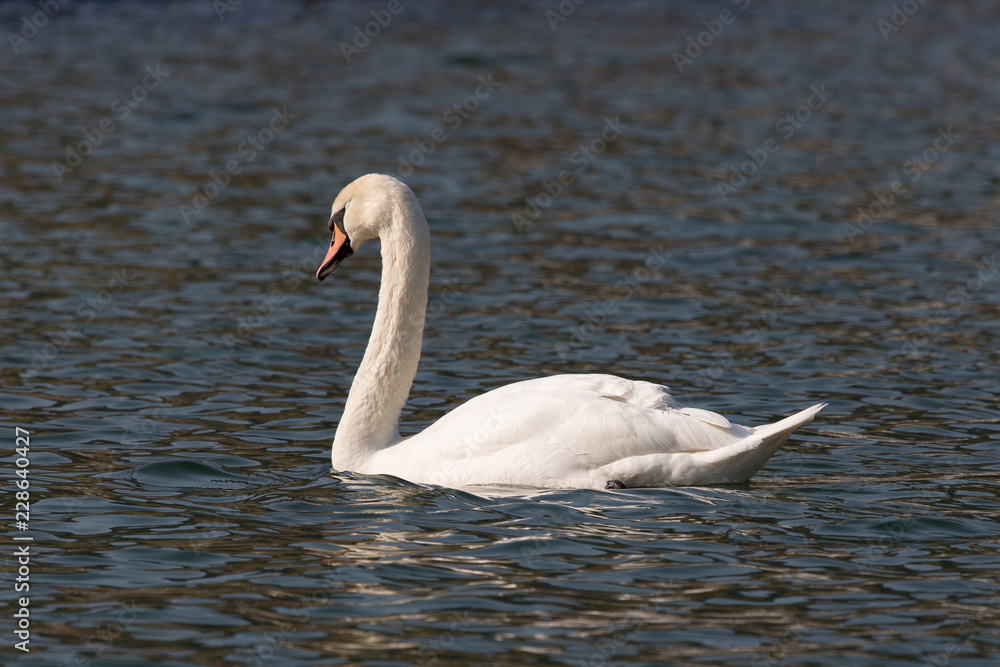 Fototapeta premium Höckerschwan