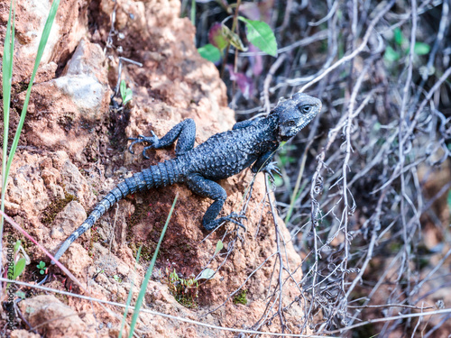 Black lizard  sitting on a rock on the morning and  basking in the sun. photo