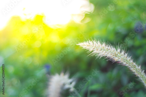 Grass and grass flowers that affect the sun in the morning.