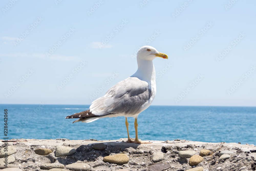 Seagull on the wall