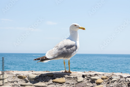 Seagull on the wall