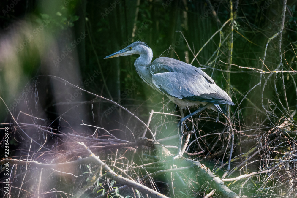 Fototapeta premium Graureiher