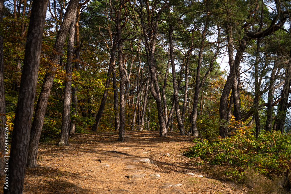 Fototapeta premium Kiefernwald