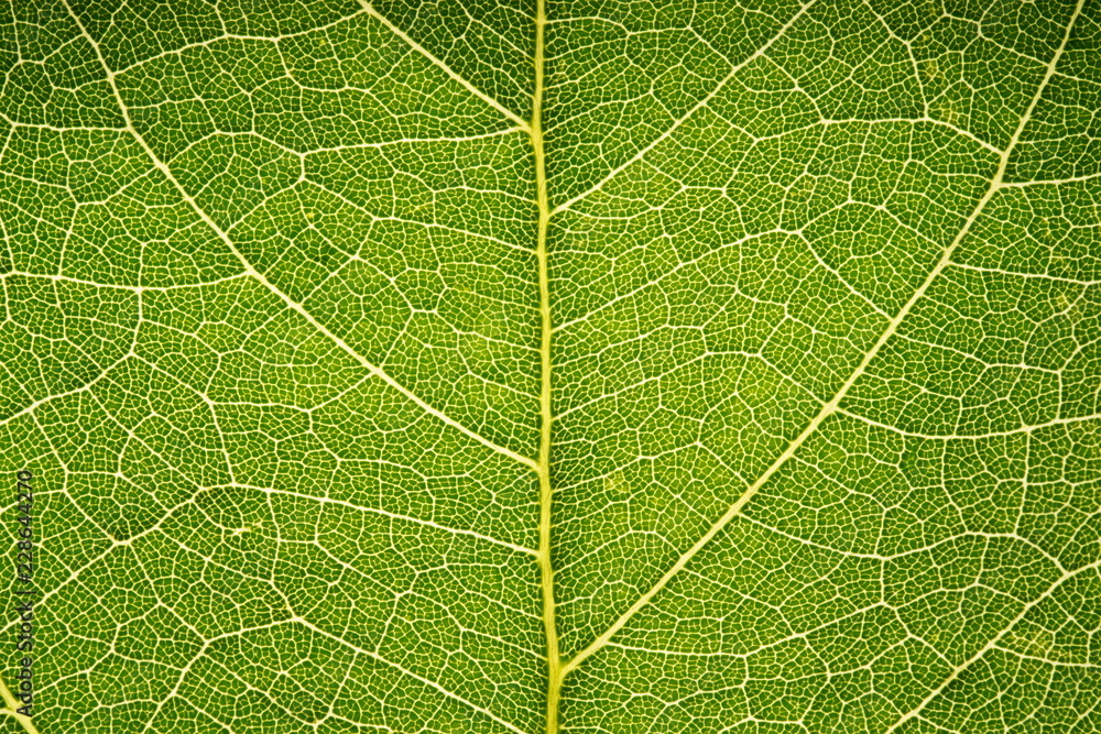 Leaf vein pattern 