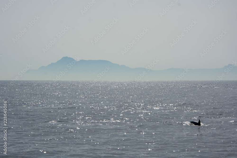 Delfines en el Atlántico