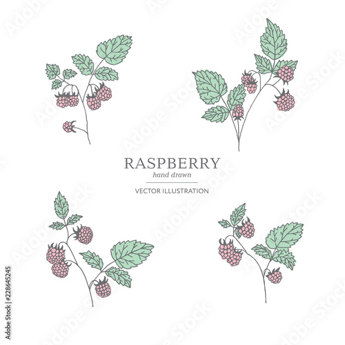 Hand drawn raspberry branches