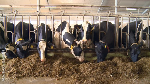 Cows on a village farm eat hay and give tasty milk.