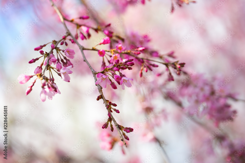 Cherry blossom branch with multiple dark pink flower buds about to bloom. Intentionally shot with extremely shallow depth of field for dreamy feel.