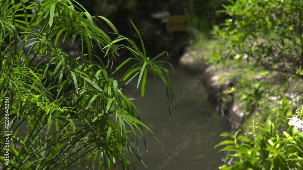 Green plant on background pond water in summer garden. Green foliage of summer plant and pond in decorative garden. Summer landscape design. Green plant on background pond water in summer garden. Green foliage of summer plant and pond in decorative garden. Summer landscape design.