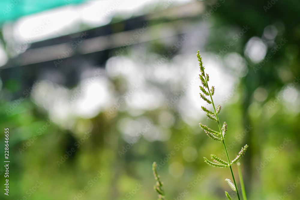 grass flowers ,Beautiful flowers in the garden,Close up. grass flowers ,Beautiful flowers in the garden,Close up.