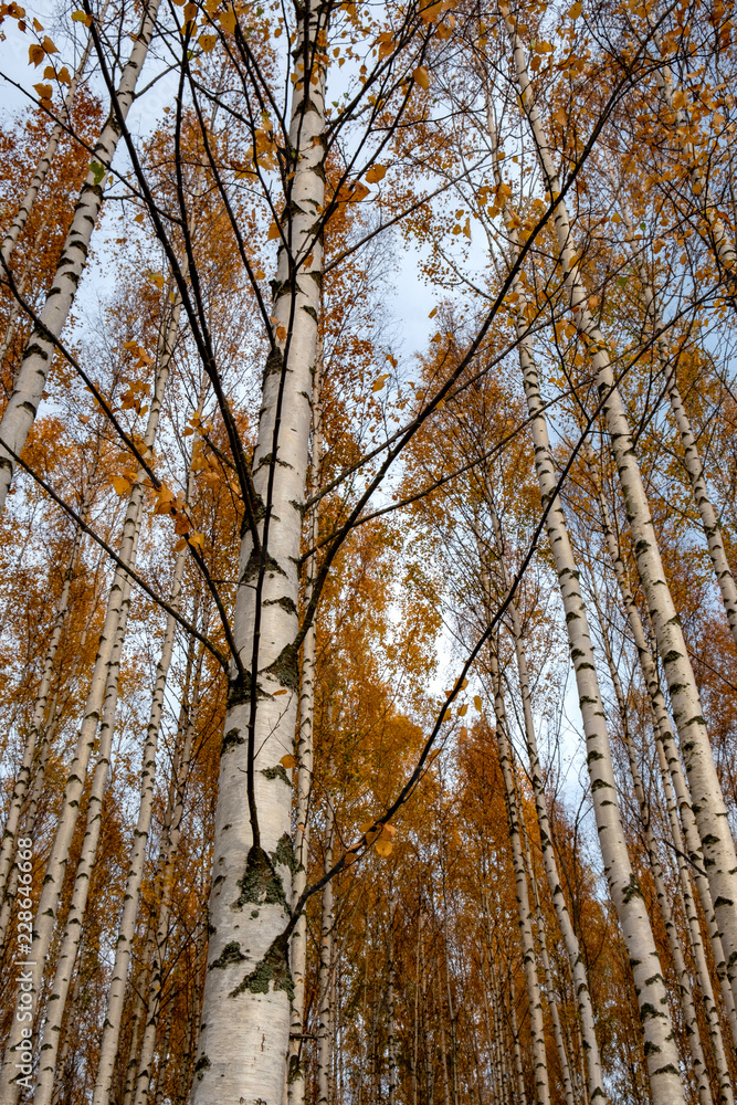 birches in autumn