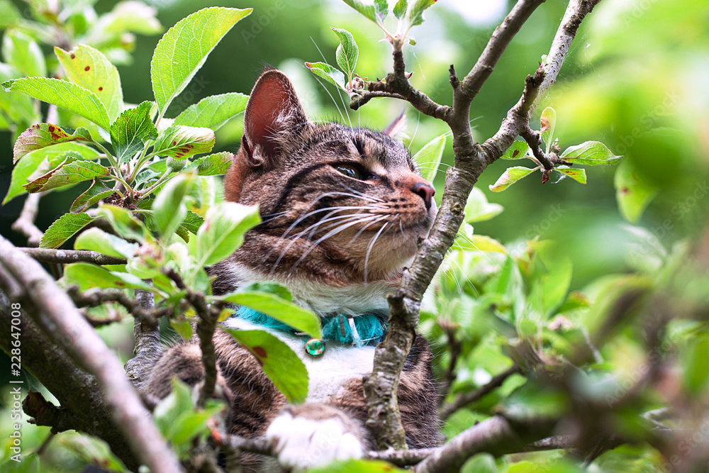 Tabby cat sniffing scents in an apple tree whilst hunting