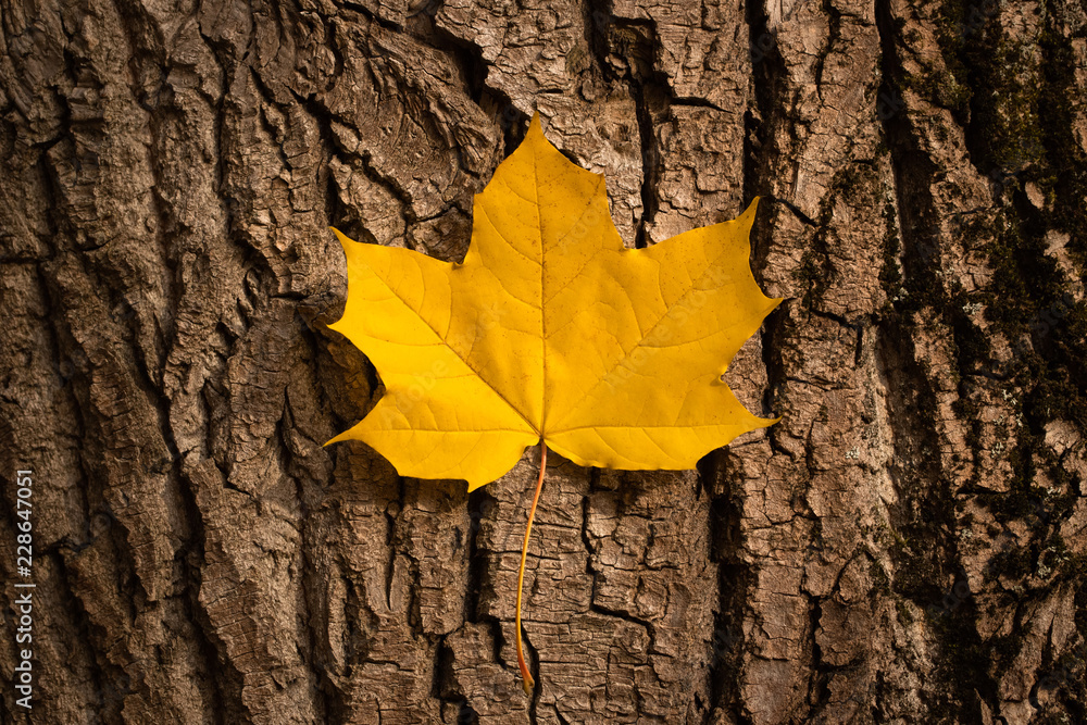 Yellow Nature Leaf Maple On Background Of Brown Stem Bark Close Up. Yellow Nature Leaf Maple On Background Of Brown Stem Bark Close Up.