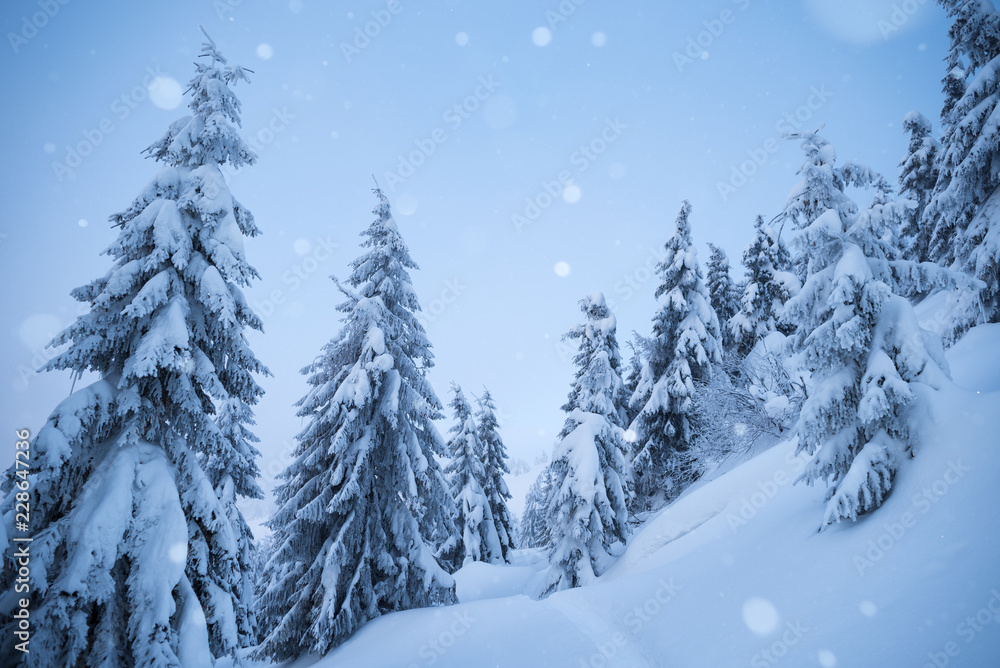 White Christmas with snowfall in the fir forest