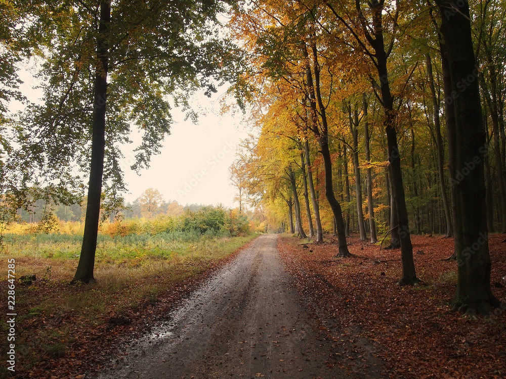 Obraz premium A view of the forest in beautiful autumn colors.