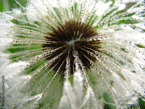closeup of a dandelion © Svitlana Kravchenko