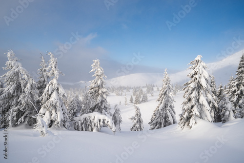 Winter landscape with snowdrifts in the mountain forest © Oleksandr Kotenko