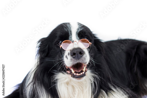 Dog in glasses looks like teacher or professor. He is definitely smart. 