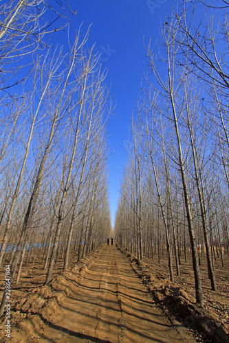 forest unsurfaced road in winter photo