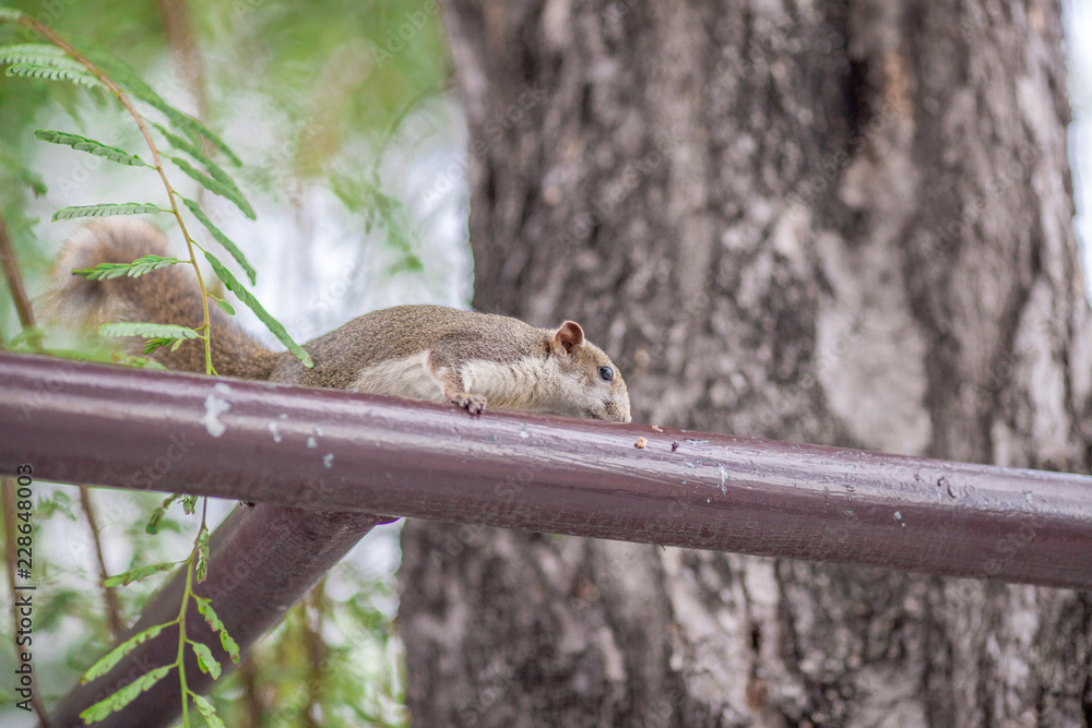 Background of small animals, brown squirrel Looking for food and living on a big tree, a rare find in the present day, a blur of rapid movement. Background of small animals, brown squirrel Looking for food and living on a big tree, a rare find in the present day, a blur of rapid movement.