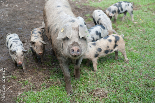 Schweine am Bauernhof © Manuel Capellari