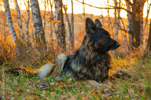 Fototapeta Naklejka Na Ścianę i Meble -  dog sitting in autumn forest. The sunset and falling leaves. Portrait of a shepherd