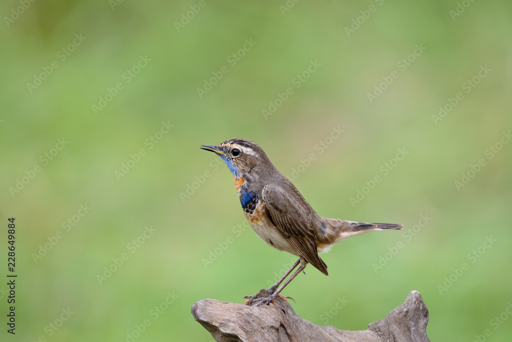 Male Bluethroats from Alaska, Bluethroat is one of the handful of birds that breed in North America and winter in Asia. Male Bluethroats from Alaska, Bluethroat is one of the handful of birds that breed in North America and winter in Asia.