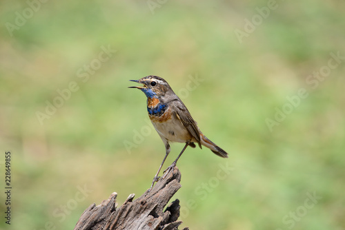 Male Bluethroats from Alaska, Bluethroat is one of the handful of birds that breed in North America and winter in Asia. © joesayhello