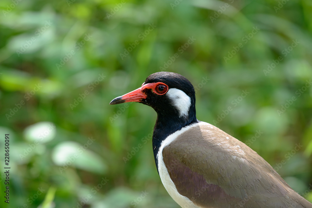 Obraz premium Red-wattled lapwing is an Asian lapwing or large plover, a wader in the family Charadriidae. 