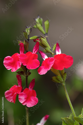 Close up of tiny red flowers and buds of the Salvia x jamensis, Raspberry Royale