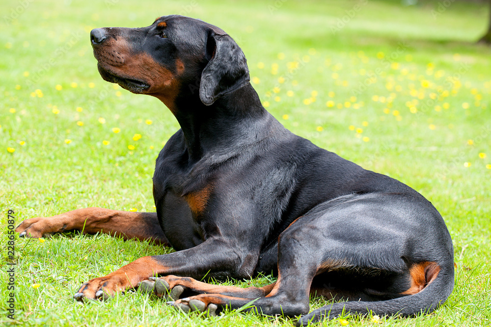 Large black and tan dobermann dog laying on a lawn, side few and facing forward. He has natural ears and tail. Large black and tan dobermann dog laying on a lawn, side few and facing forward. He has natural ears and tail.