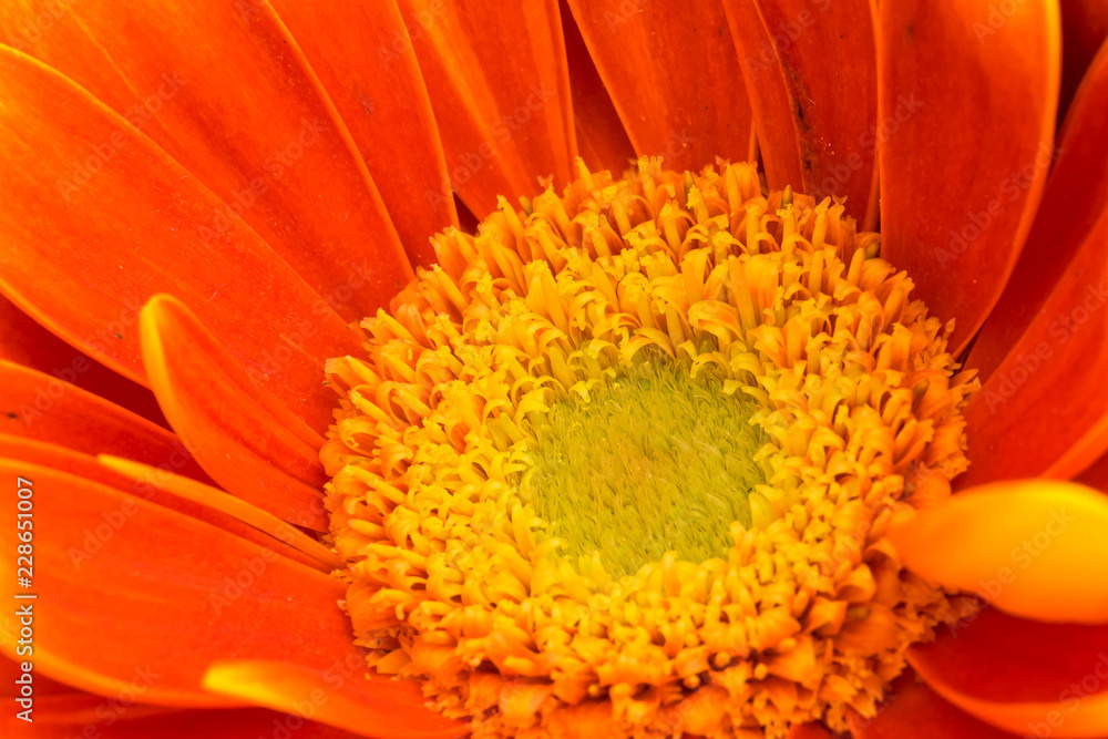 blüte farbe natur close up nature blossom color garden plant flora makro macro no people day blüte farbe natur close up nature blossom color garden plant flora makro macro no people day