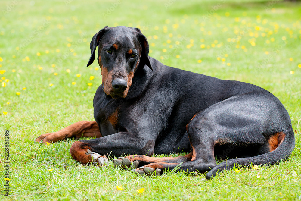Large black Dobermann dog laying on lawn in summer, curling up ready to sleep.
