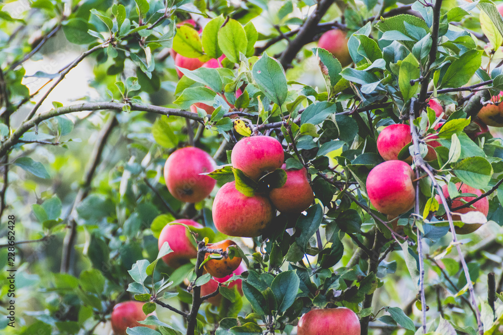 Obraz premium Reife Äpfel an Apfelbaum im Herbst in Deutschland