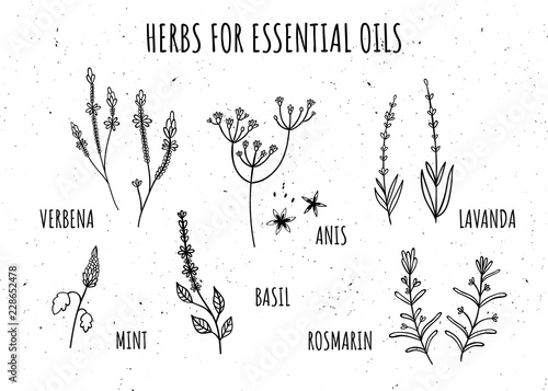 Set of herbs for essential oils. Hand-drawn style. Monochrome. Verbena, anise, Basil, rosemary, lavender, mint. Isolate