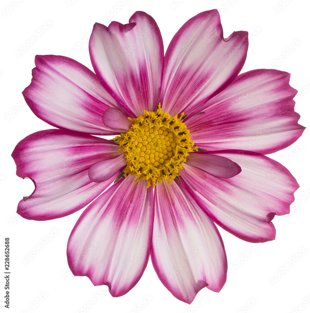 cosmos flower isolated