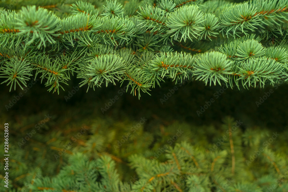 Template background of fresh green needles of blue christmas tree Template background of fresh green needles of blue christmas tree