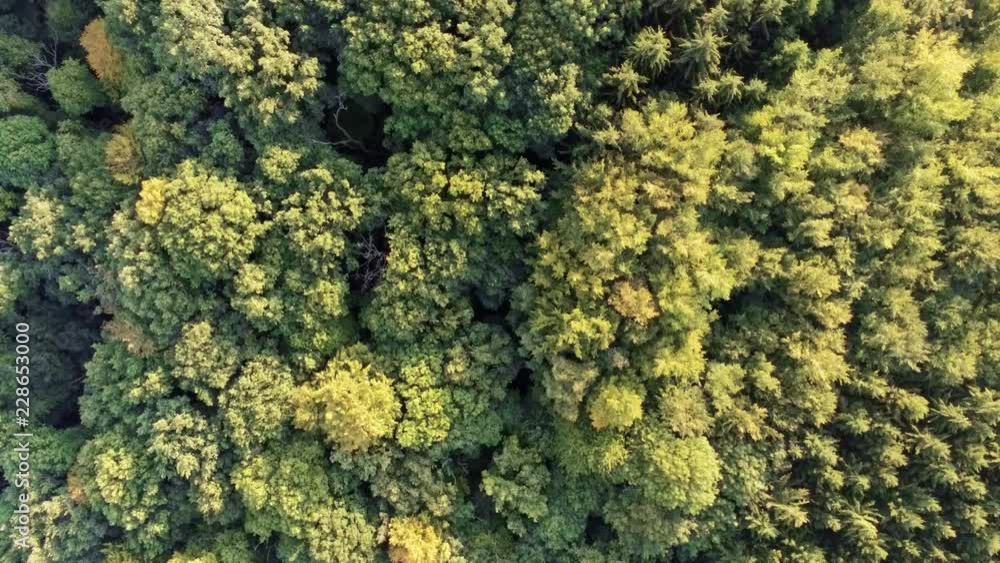 Landscape sunset flying over mixed tree forest yellow and green tree Landscape sunset flying over mixed tree forest yellow and green tree