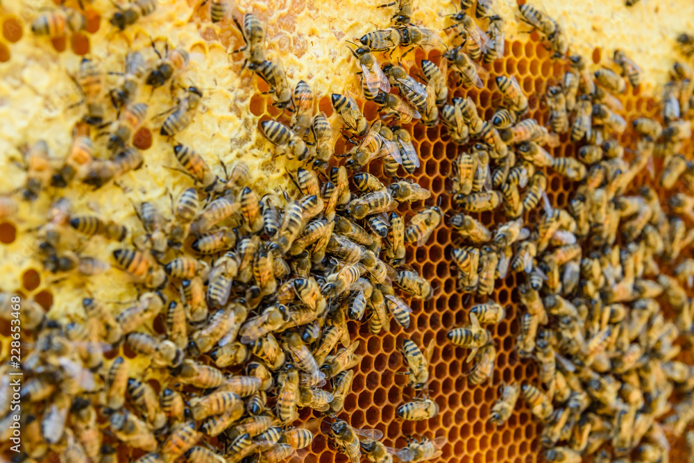 Bees on the honeycomb. Apicultural concept. Closeup Bees on the honeycomb. Apicultural concept. Closeup