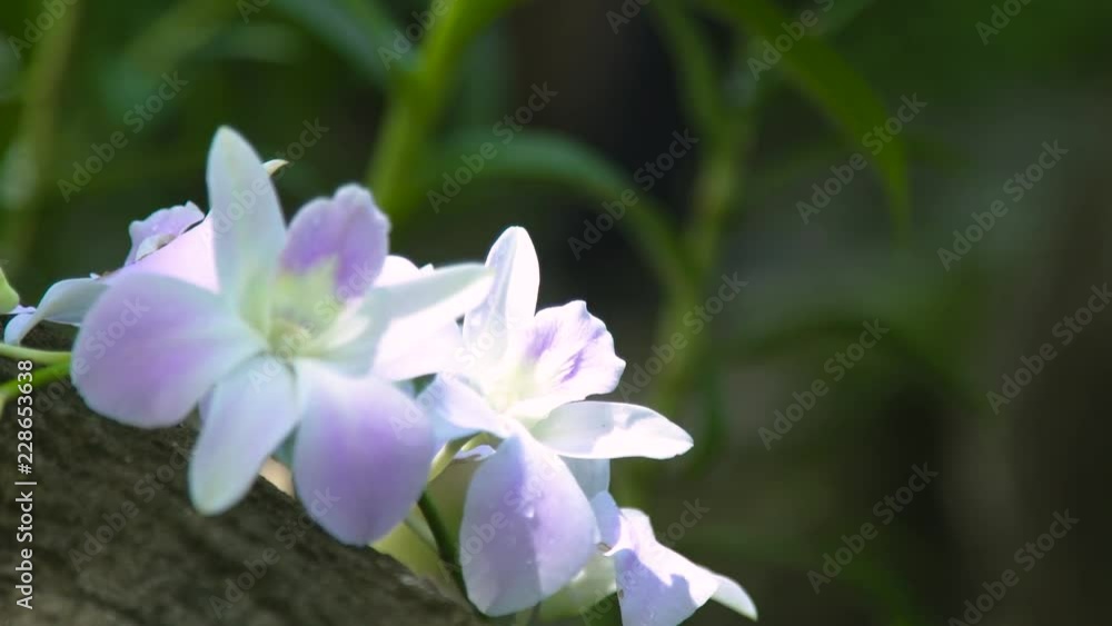 Beautiful white flowers orchids in rainforest close up. Tropical orchid blooming in summer garden. Wild flowers, jungle plant and nature. Beautiful white flowers orchids in rainforest close up. Tropical orchid blooming in summer garden. Wild flowers, jungle plant and nature.