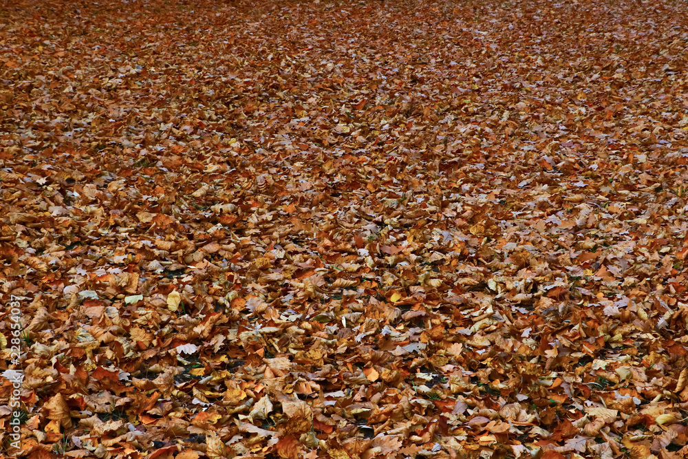 Bright and colorful background made of fallen autumn leaves. Autumn leaves background. Fall.