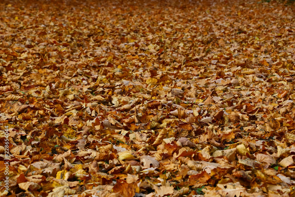 Bright and colorful background made of fallen autumn leaves. Autumn leaves background. Fall.