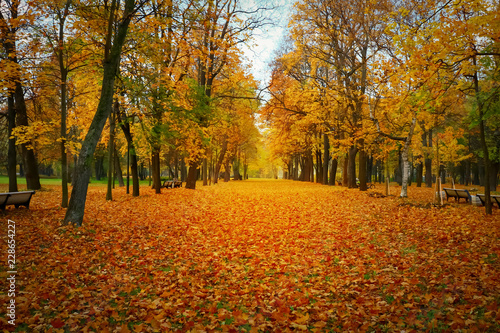 bright, beautiful, colorful autumn park