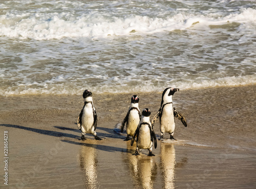 A waddle of cute penguins walking clumsily at Boulder's Beach